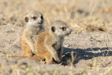 Meerkat in the morning light