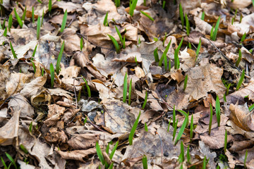 green leaf background of dry leaves