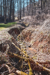 Fototapeta premium crevice in forest 