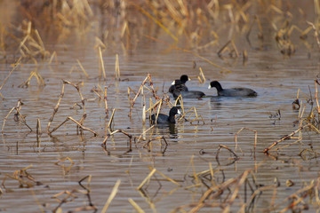 American Coots 4928