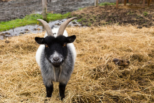 Large stout male black and white pygmy goat standing in straw staring sternly 