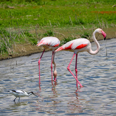 Flamingo in wildlife, fuente de piedra