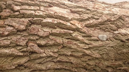 old wood texture