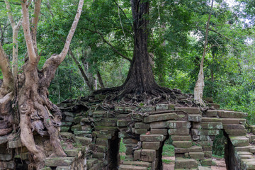 Fototapeta na wymiar Trees with large roots grown on top of ruins at the Angkor Wat complex
