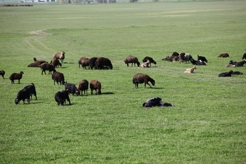 herd of sheep in green meadow. artvin/turkey