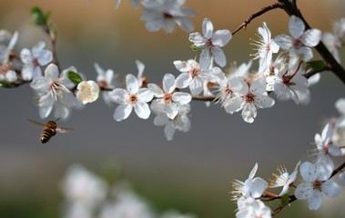 Bestäubung der Blüten