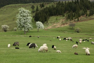 herd of sheep in green meadow. artvin/turkey