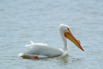 Fototapeta na wymiar American White Pelican 4949