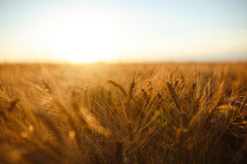 Amazing agriculture sunset landscape.Growth nature harvest. Wheat field natural product. Ears of golden wheat close up. Rural scene under sunlight. Summer background of ripening ears of landscape.