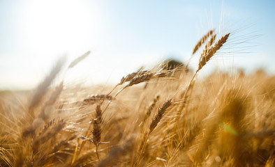 Amazing agriculture sunset landscape.Growth nature harvest. Wheat field natural product. Ears of golden wheat close up. Rural scene under sunlight. Summer background of ripening ears of landscape. - obrazy, fototapety, plakaty