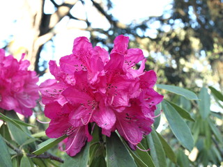 Rhododendron