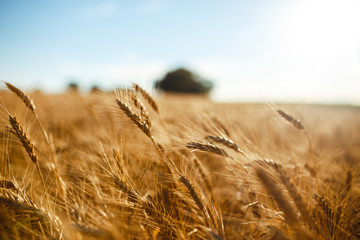 Amazing agriculture sunset landscape.Growth nature harvest. Wheat field natural product. Ears of golden wheat close up. Rural scene under sunlight. Summer background of ripening ears of landscape.