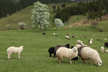 herd of sheep in green meadow. artvin/turkey