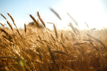 Amazing agriculture sunset landscape.Growth nature harvest. Wheat field natural product. Ears of golden wheat close up. Rural scene under sunlight. Summer background of ripening ears of landscape.