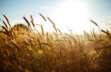 Amazing agriculture sunset landscape.Growth nature harvest. Wheat field natural product. Ears of...