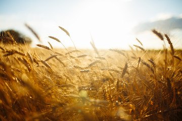 Amazing agriculture sunset landscape.Growth nature harvest. Wheat field natural product. Ears of golden wheat close up. Rural scene under sunlight. Summer background of ripening ears of landscape. © maxbelchenko