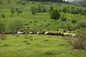Fototapeta na wymiar herd of sheep in green meadow. artvin/turkey