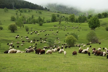 Obraz premium herd of sheep in green meadow. artvin/turkey