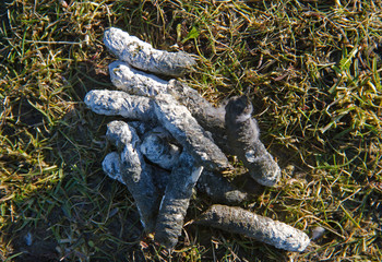 Close-up of a goose turd in grass