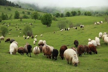 Obraz premium herd of sheep in green meadow. artvin/turkey