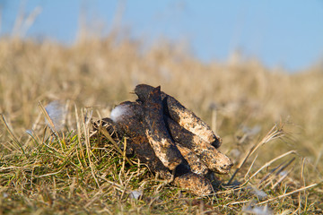 Close-up of a goose turd in grass