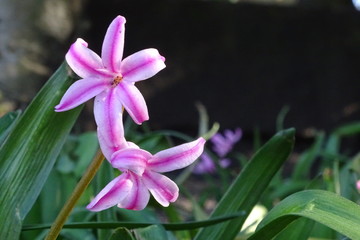 Colourful blooming spring flowers at York Museum Gardens