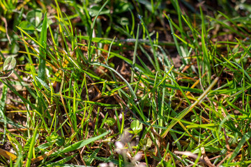 Green, bright grass with dew drops close-up.