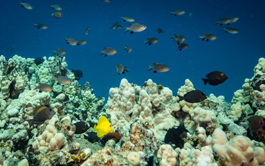 Naklejka na ściany i meble Coral reef scene and tropical fish