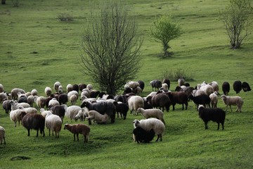 Obraz premium herd of sheep in green meadow. artvin/turkey