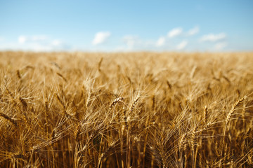 Close up nature photo Idea of a rich harvest. Amazing backdrop of ripening ears of yellow wheat field on the sunset cloudy orange sky background. Copy space of the setting sun rays on horizon in rural
