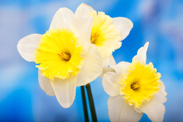Narcissus flower (Narcissus poeticus). Narcissus daffodil flowers and blue sky background. © meteo021