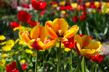 Fototapeta premium Three yellow-red tulips on a background of red and orange flowers in the garden. Bright spring flowers.