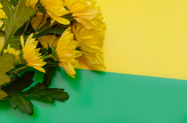 bouquet of yellow chrysanthemums on a colored background