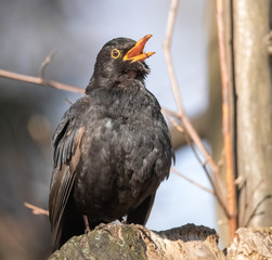 Singende Amsel im Baum