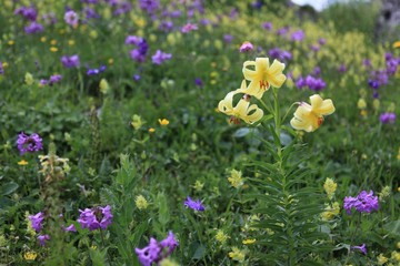 endemic flower types in all colors. savsat/artvin/turkey