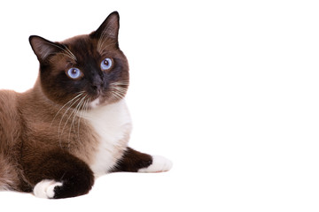 Closeup portrait brown snowshoe Siamese cat lies on a floor. Isolated on white