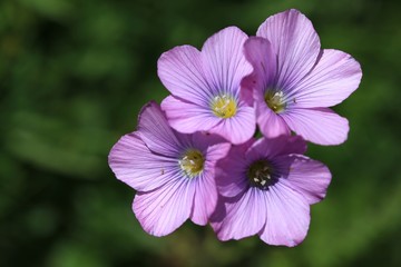 endemic flower types in all colors. savsat/artvin/turkey