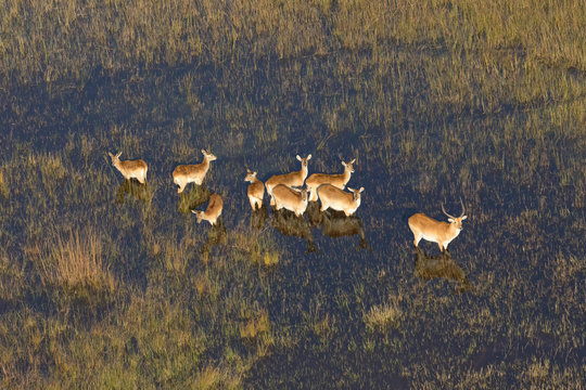 Red Lechwe in Okavango delta