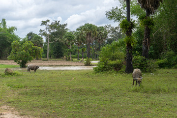 Naklejka na ściany i meble Water buffalo grazing in a field in rural south east Asia