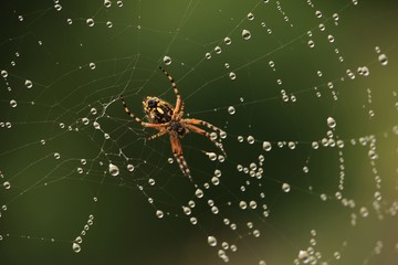 The spider web (cobweb) closeup background.