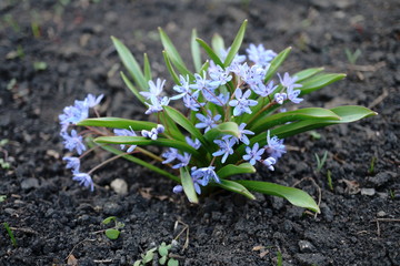 blooming hyacinth bush