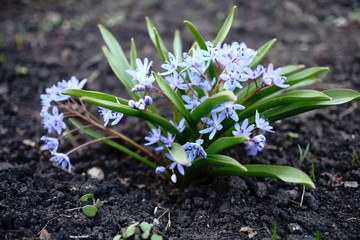 blooming hyacinth bush
