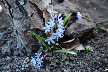 blooming hyacinth bush at the foot of the tree