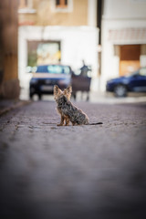 Yorkshire terrier sitting in a street