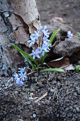 blooming hyacinth bush at the foot of the tree