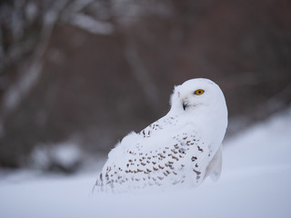 Snowy owl (Bubo scandiacus) on snowy ground. Snowy owl portrait. Snowy owl closeup photo. 