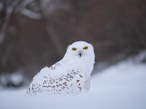 Snowy owl (Bubo scandiacus) on snowy ground. Snowy owl portrait. Snowy owl closeup photo. 