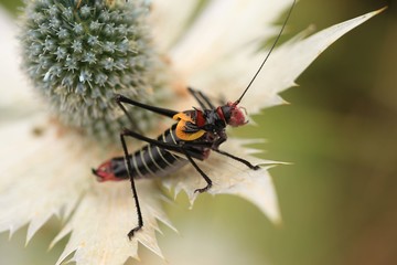 black grasshopper on leaves. 