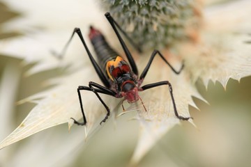 black grasshopper on leaves. 