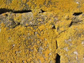 lichen moss black mold colonies rock stone brick concrete cement construction macro closeup